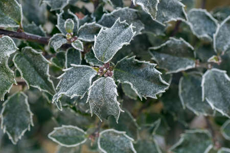 holly leaves under hoarfrost macroの写真素材