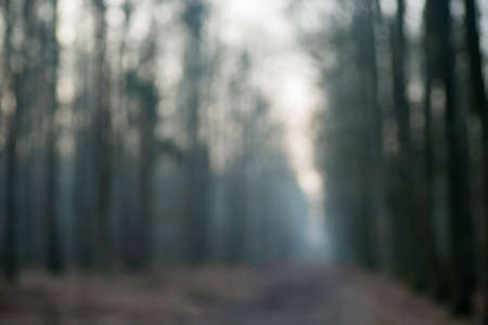 blurred defocused forest background early morningの写真素材