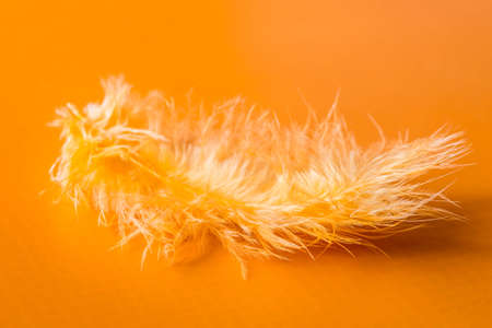 orange feather macro on orange backgroundの写真素材