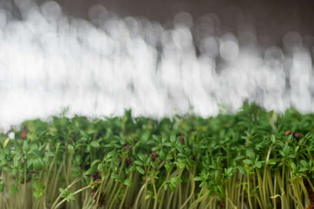 fresh green cress leaves macroの写真素材