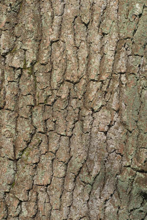 old oak tree bark texture background closeup