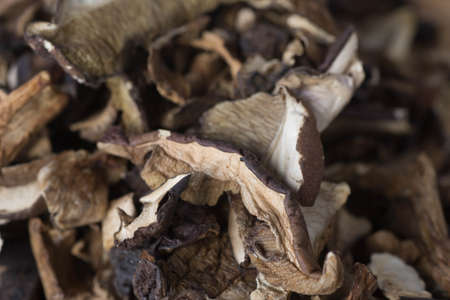 group of dried mushrooms macroの写真素材