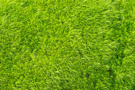 green moss macro background texture