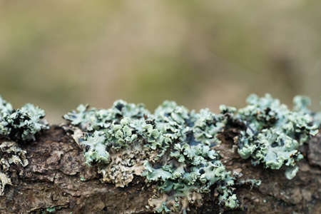lichen hypogymnia physodes on tree branch macroの写真素材