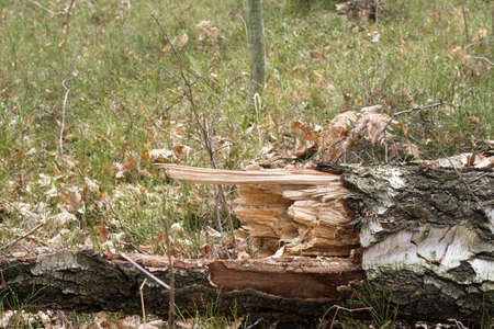 old fallen rotten birch treeの写真素材
