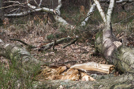 old fallen rotten birch tree