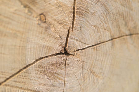 cut wood texture background cross section selective focus