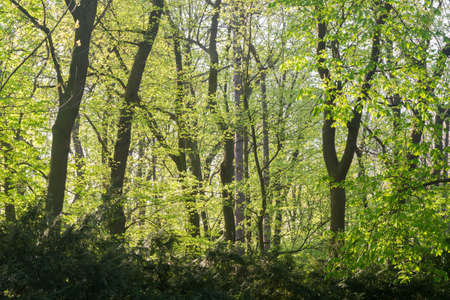 spring deciduaous trees in park on sunny day