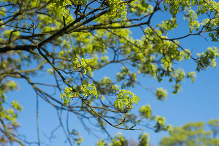 spring maple  tree branches with leaves and flowers against blue skyの写真素材