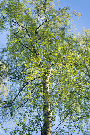 spring birch tree against blue sky