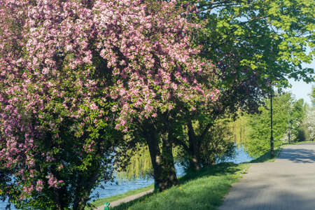 red pink blossoms of  apple tree - botanical name - Malus Purpurea