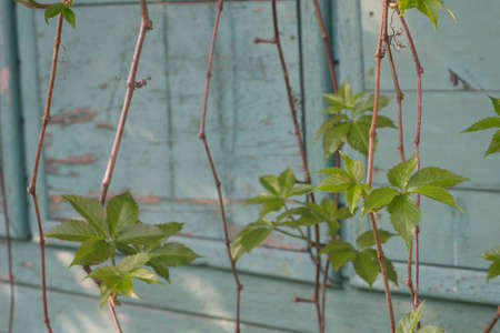 spring leaves of parthenocissus climbing plant on blue background
