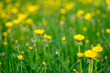 yellow dandelion flowers in spring meadow on sunny dayの写真素材