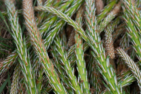 green spring young pine buds for syrup