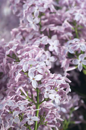 violet lilac flowers macro selective focus