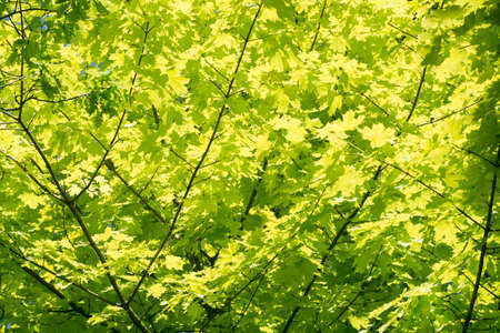 maple Princeton Gold spring leaves background
