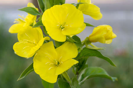 evening primrose, suncups, and sundrops - yellow flowers macro selective focusの写真素材