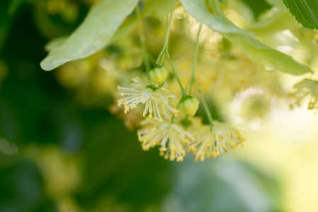linden flowers macroの写真素材