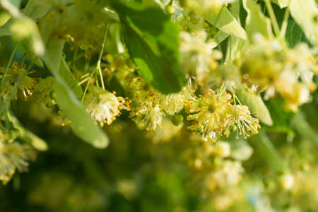 linden flowers macroの写真素材