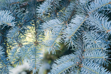 closeup to spruce tree twig