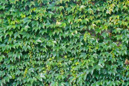 wall covered with green creeper plant background