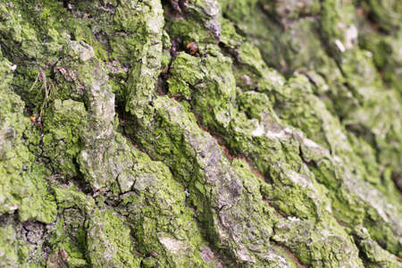 old oak bark texture background selective focus
