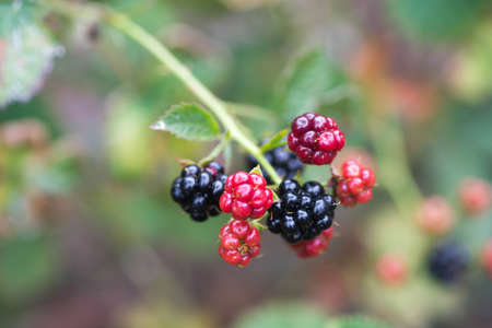 raspberries, blackberries or dewberries (rubus )berries macro on twig