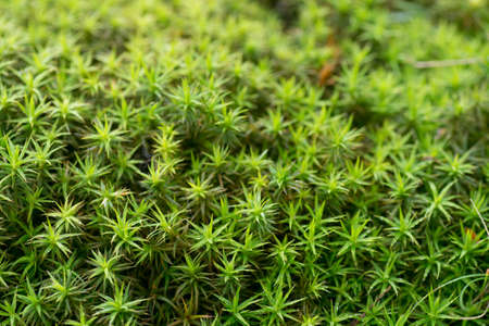 green moss ( bank haircap moss- polytrichastrum formosum ) background macro