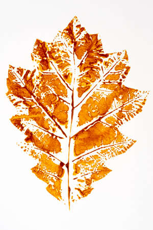 fall leaf print on white paperの写真素材