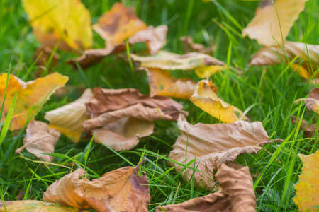 Fallen autumn leaves on lawn macro selective focusの写真素材