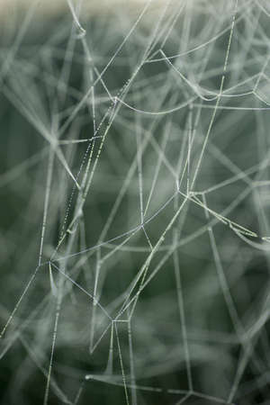 Spider web covered with morning dew macro selective focus