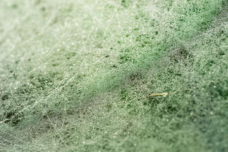 Spider web covered with morning dew macro selective focusの写真素材