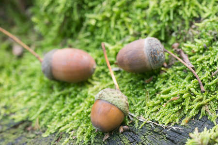 acorns on mossy background macro selective focusの写真素材