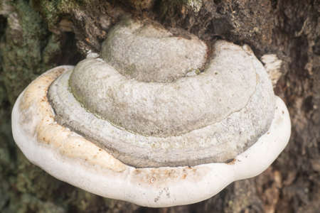 fomes fomentarius , tinder fungus, hoof fungus, tinder conk, tinder polypore mushroom macro