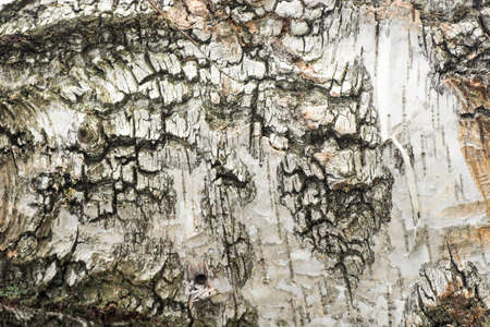 old birch log macro selective focus