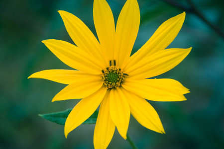 Jerusalem artichoke yellow flower macro selective focusの写真素材
