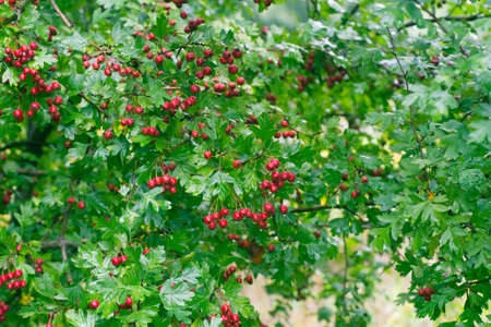 Crataegus hawthorn, thornapple, may-tree, whitethorn, or hawberry berries on twig macroの写真素材