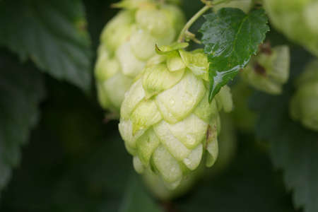 Humulus hop cones macro on twig