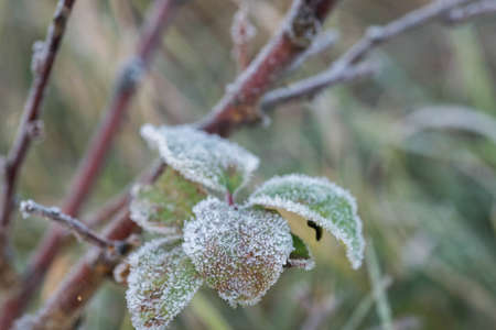 hoarfrost on green leaves macro
