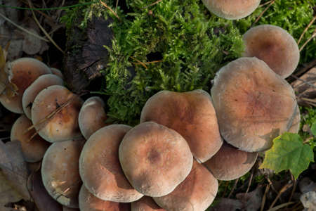 Hypholoma lateritium  brick cap mushrooms on tree stump