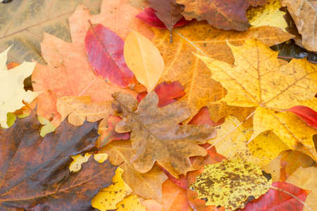 multicolored fallen autumn leaves closeup photo