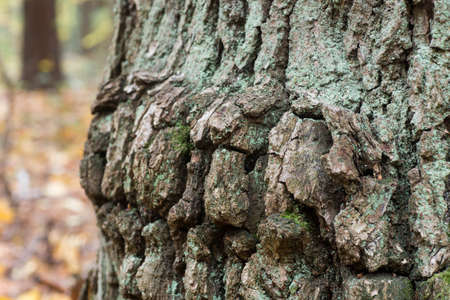 old oak tree trunk closeup photoの写真素材