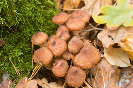 armillaria ostoyae edible brown mushrooms in forest macro photo