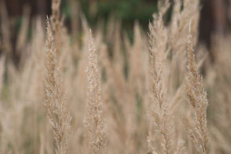 dry grass flowers macro selective focusの写真素材