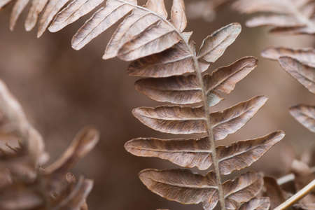 dried brown fern leaf macro selective focusの写真素材