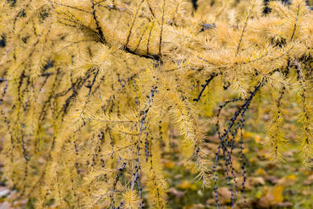 autumn yellow larch twigs closeup