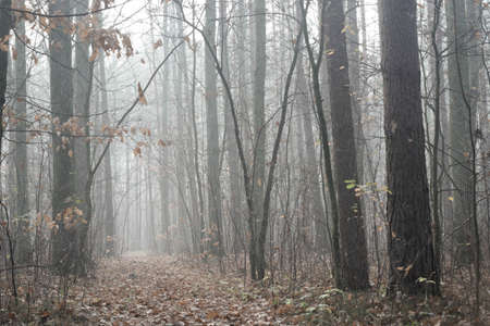 trees in autumn forest on foggy day