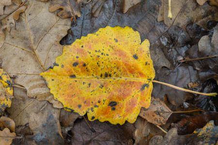 autumn fallen poplar yellow leaf macro