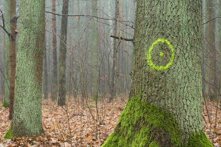 old oak trees in autumn forest on foggy dayの写真素材