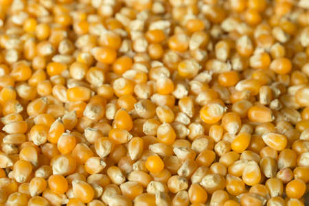 heap of corn seeds macro